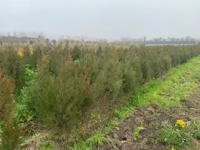 Trabajo 4